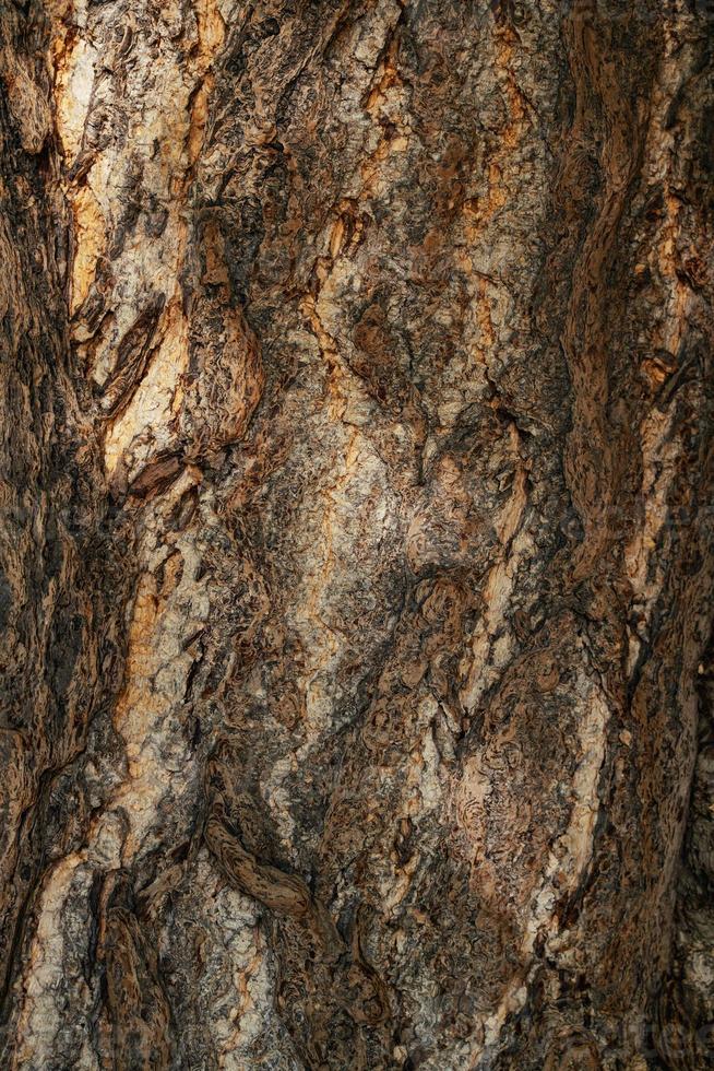 Tree bark texture photo