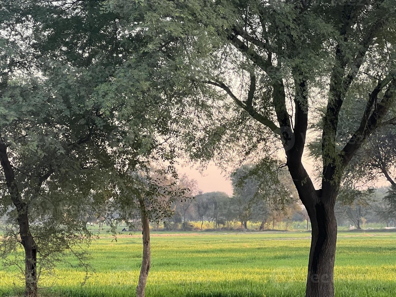 Mountains and trees on a land photo
