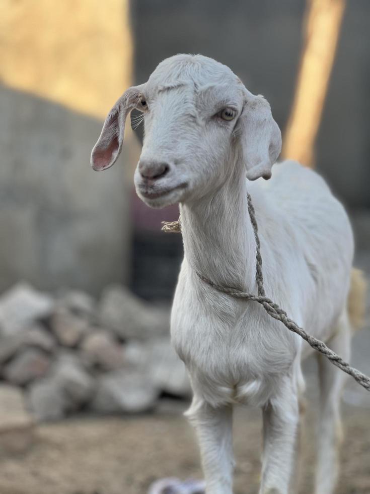 White and black goat and goat baby photo