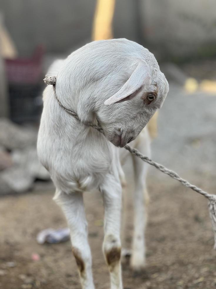 White and black goat and goat baby photo