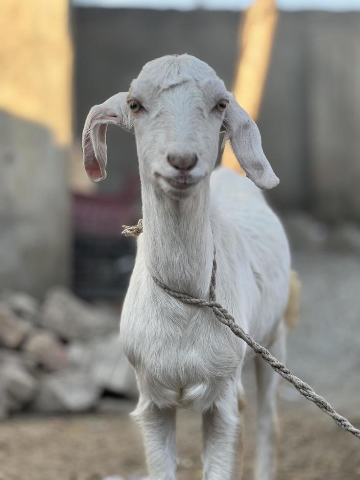 White and black goat and goat baby photo