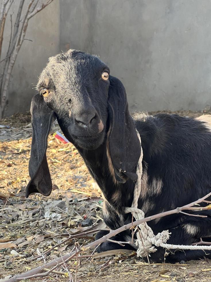 cabra blanca y negra y bebé de cabra foto