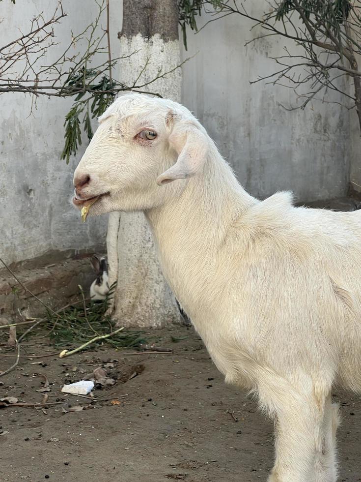 cabra blanca y negra y bebé de cabra foto