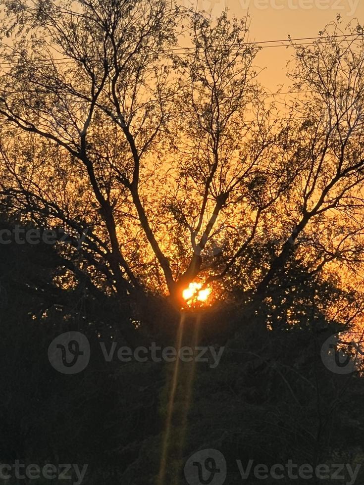 Mountains and trees on a land photo