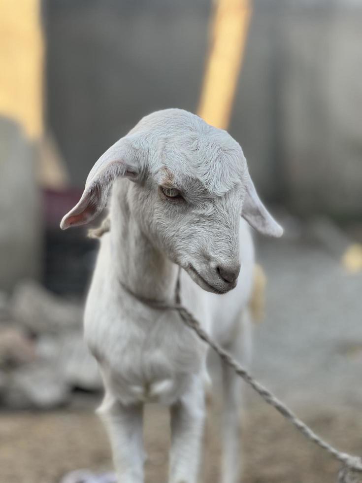 White and black goat and goat baby photo