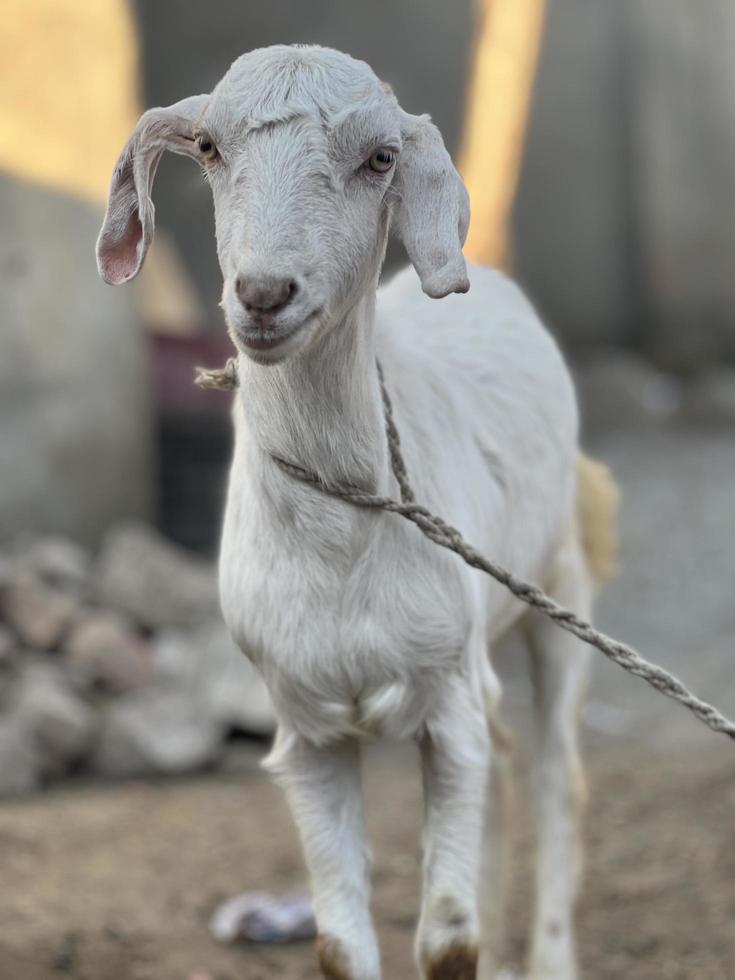 White and black goat and goat baby photo