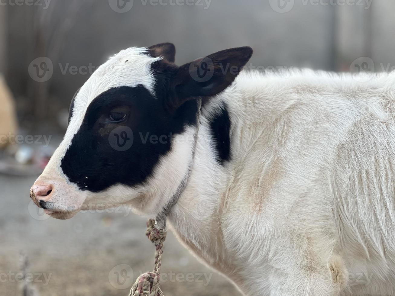 Cow and Cow Baby portrait photo