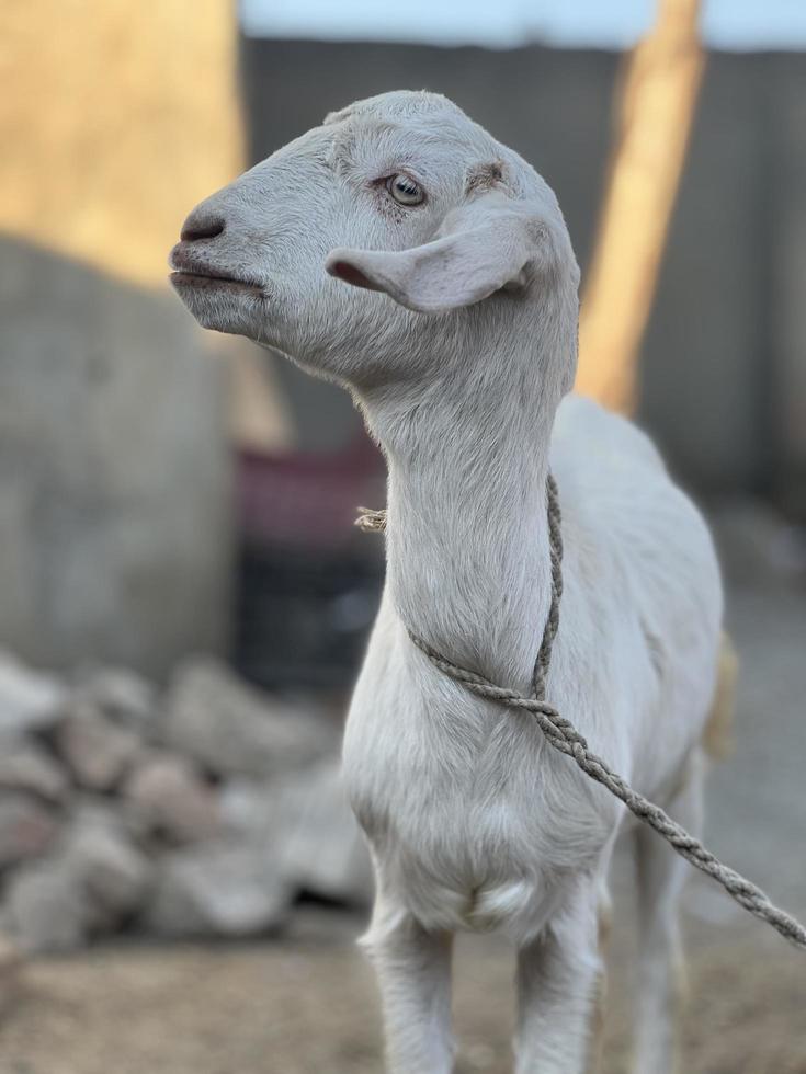 White and black goat and goat baby photo