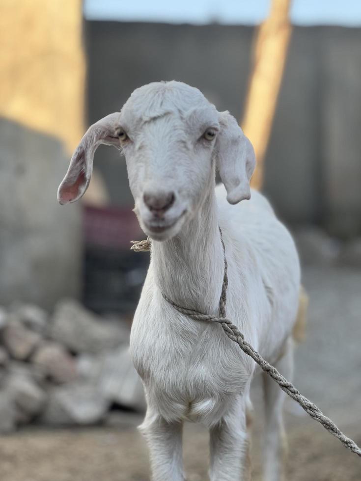 White and black goat and goat baby photo
