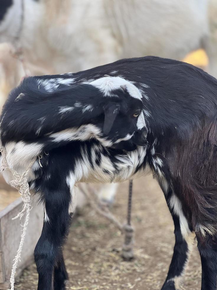 cabra blanca y negra y bebé de cabra foto