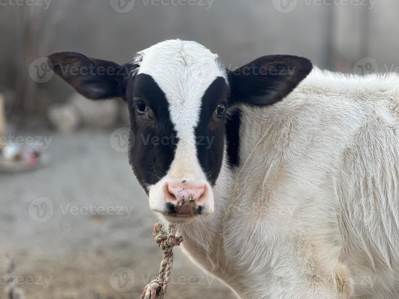 Cow and Cow Baby portrait photo