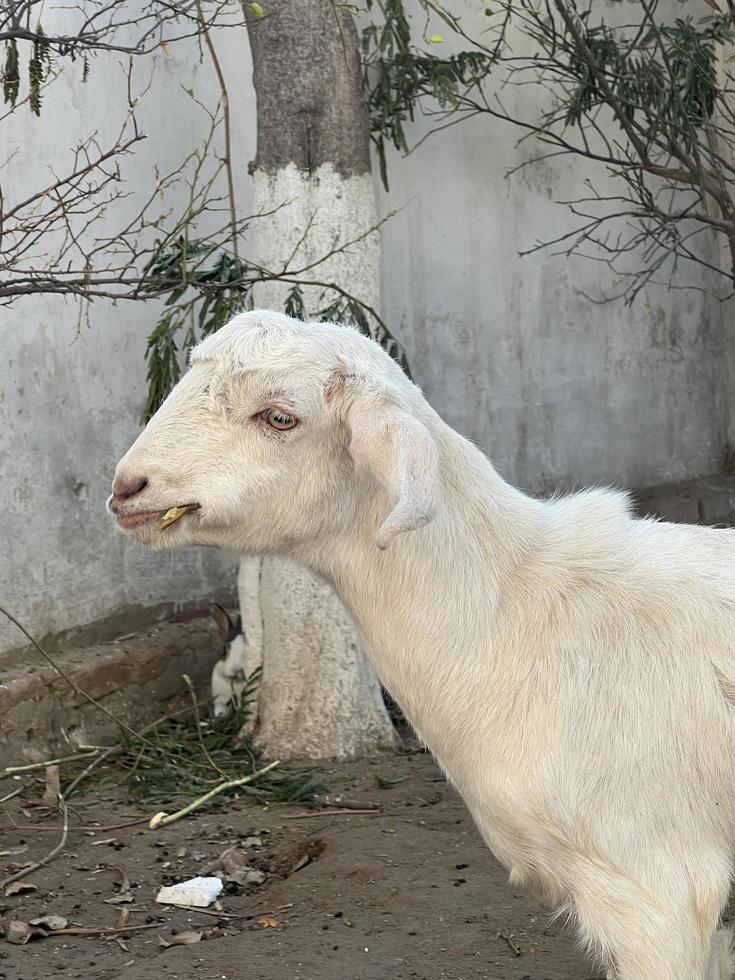 White and black goat and goat baby photo