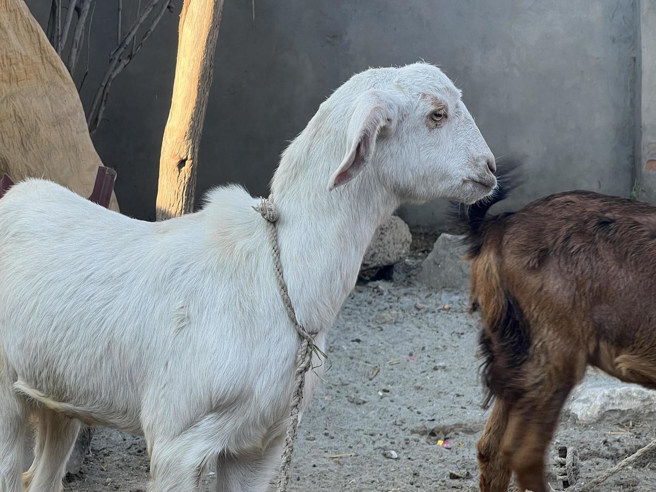 White and black goat and goat baby photo