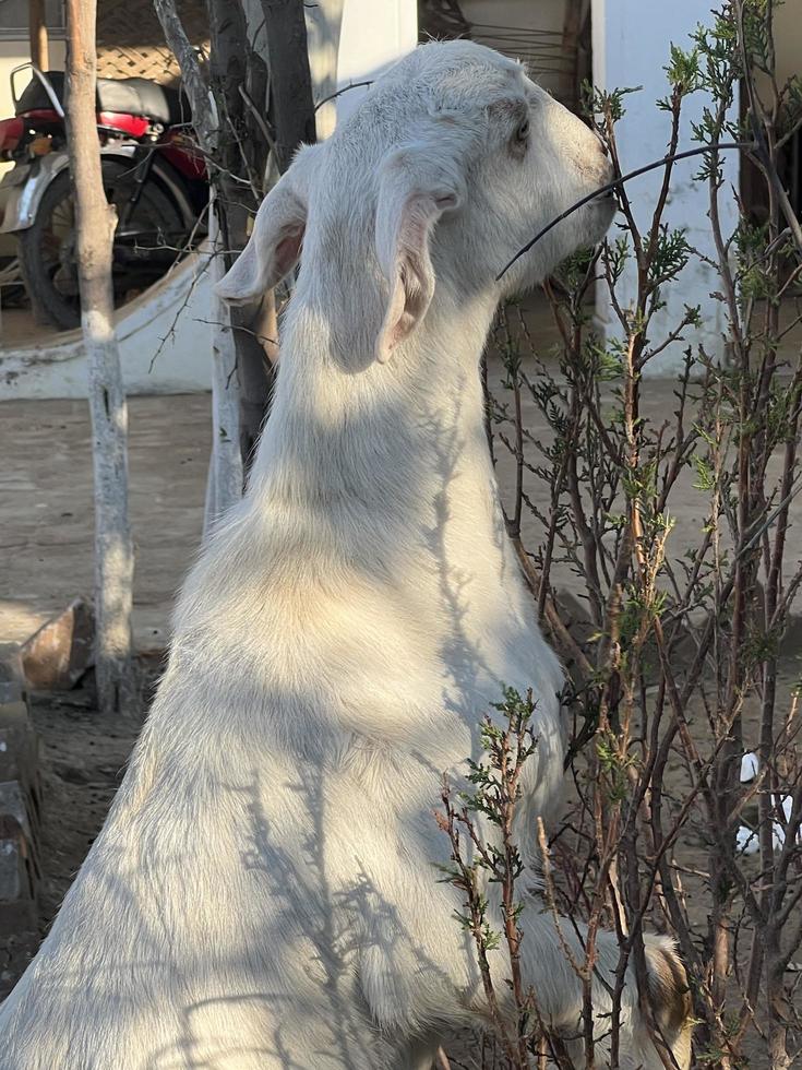 cabra blanca y negra y bebé de cabra foto