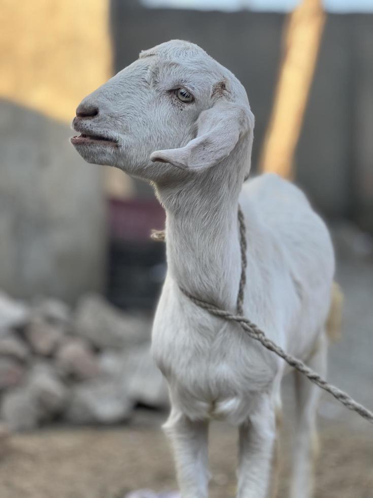 White and black goat and goat baby photo