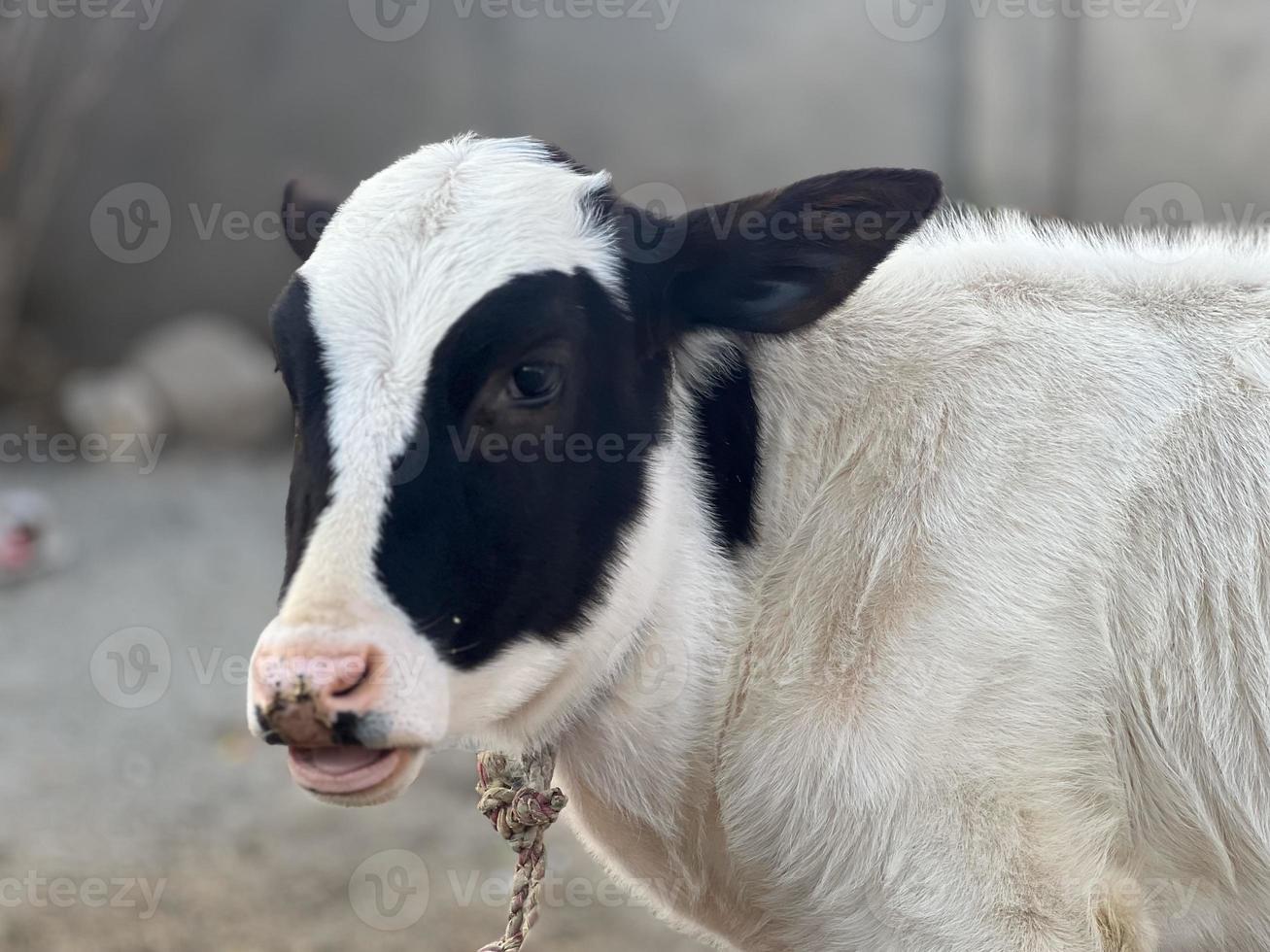 retrato de bebé de vaca y vaca foto