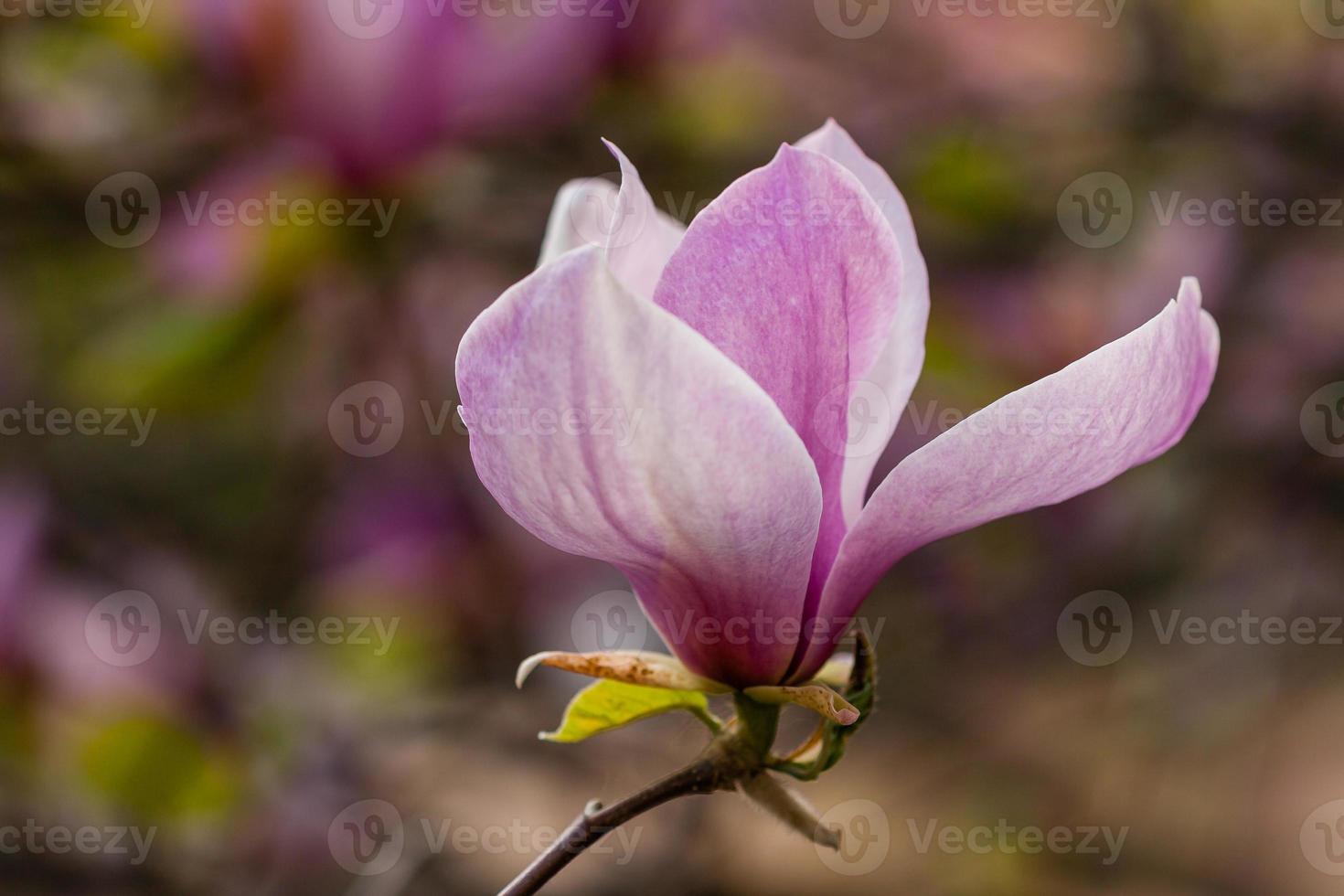 Macro blooming magnolia on a close-up branch photo