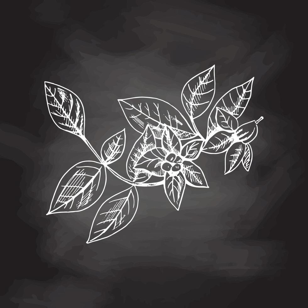 Hand drawn sketch of potato flowers.  White sketch isolated on black chalkboard.  Eco food vintage vector illustration.