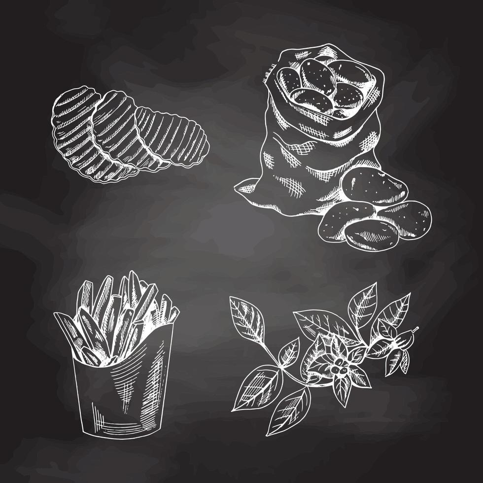 Hand drawn sketch style set illustration of ripe potatoes. White sketch isolated on black chalkboard.  Eco food vintage vector illustration.