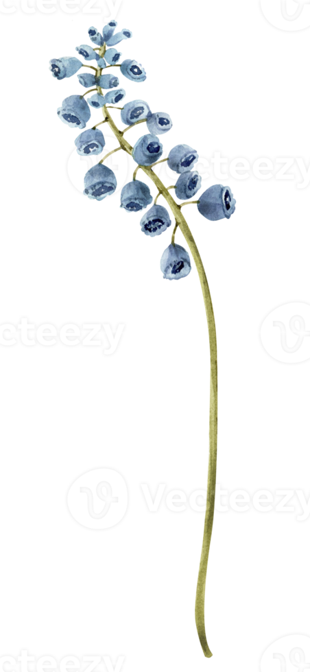 blauw krokus voorjaar bloem, waterverf illustratie. png