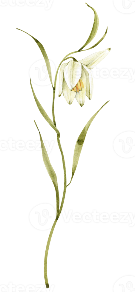 Spring snowdrop flower, watercolor illustration. png