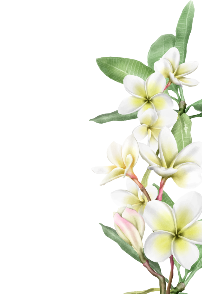 nozze invito con plumeria fiori illustrazione png