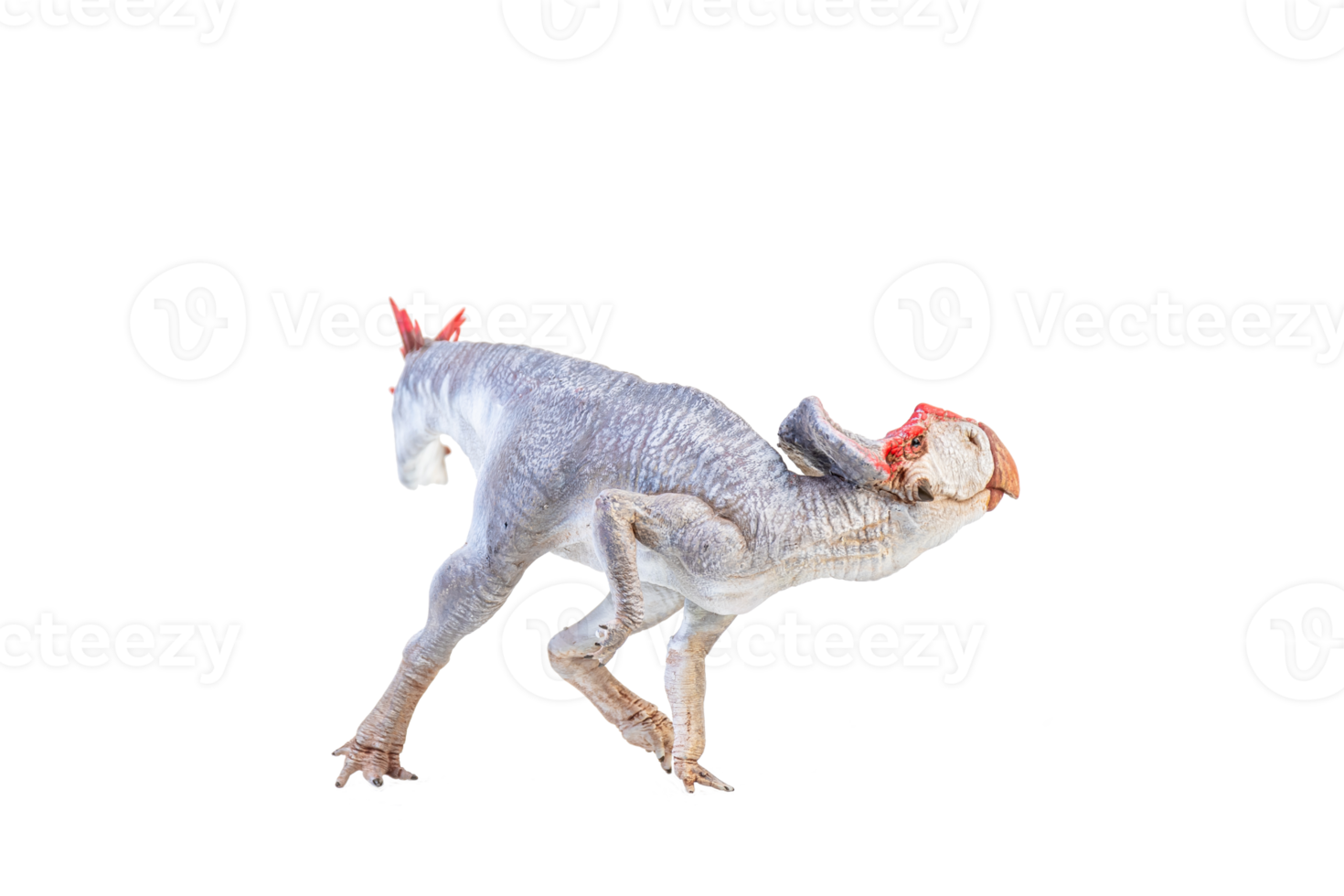 Protoceratops  , dinosaur on  isolated background png