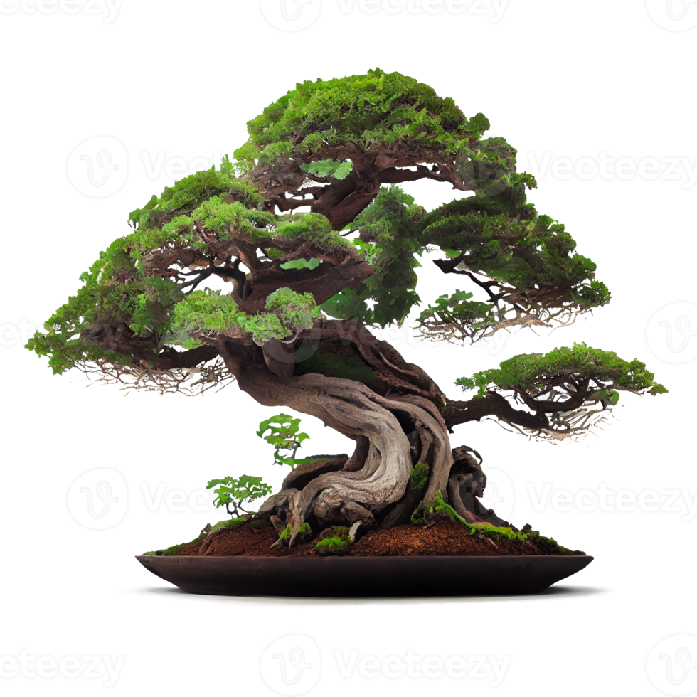 bellissimo e costoso Bonsai png