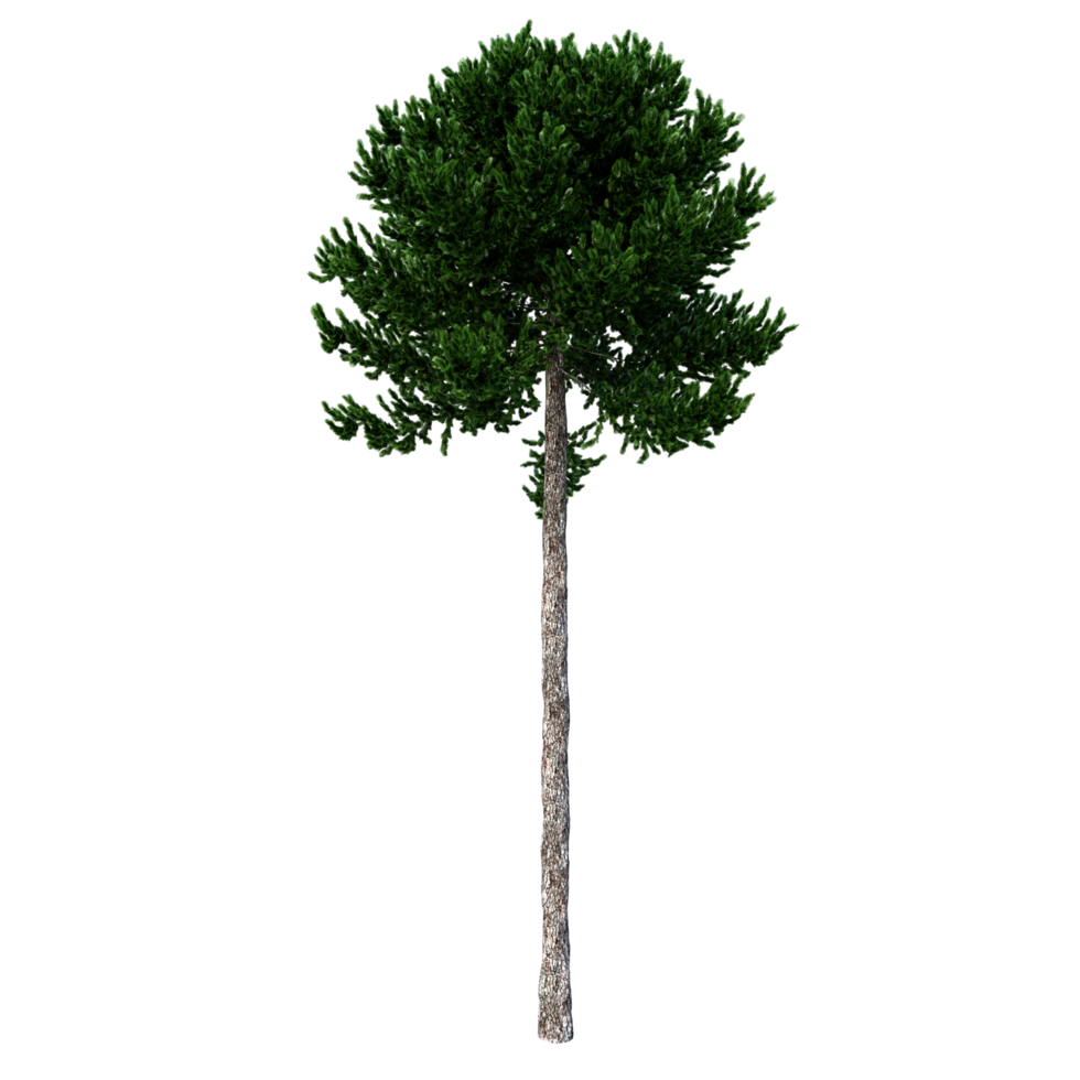 isolierter Baum hochauflösend png