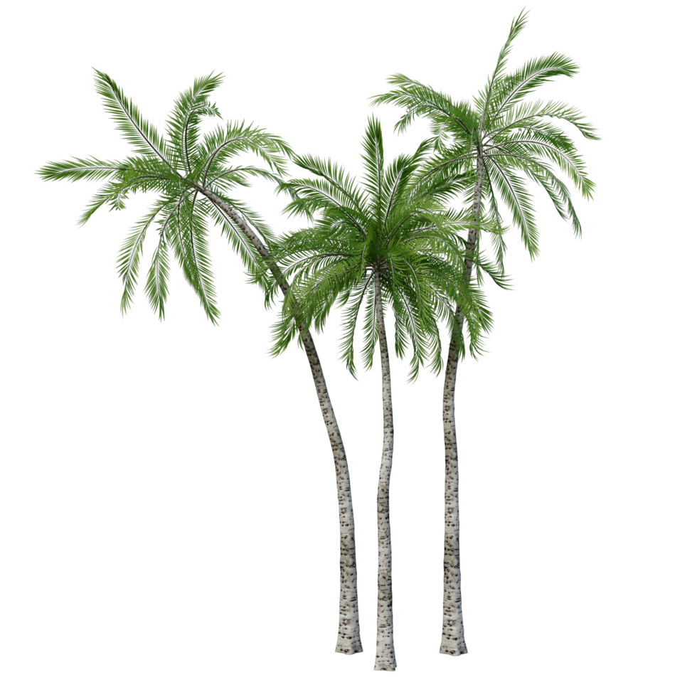 isolierter Baum hochauflösend png