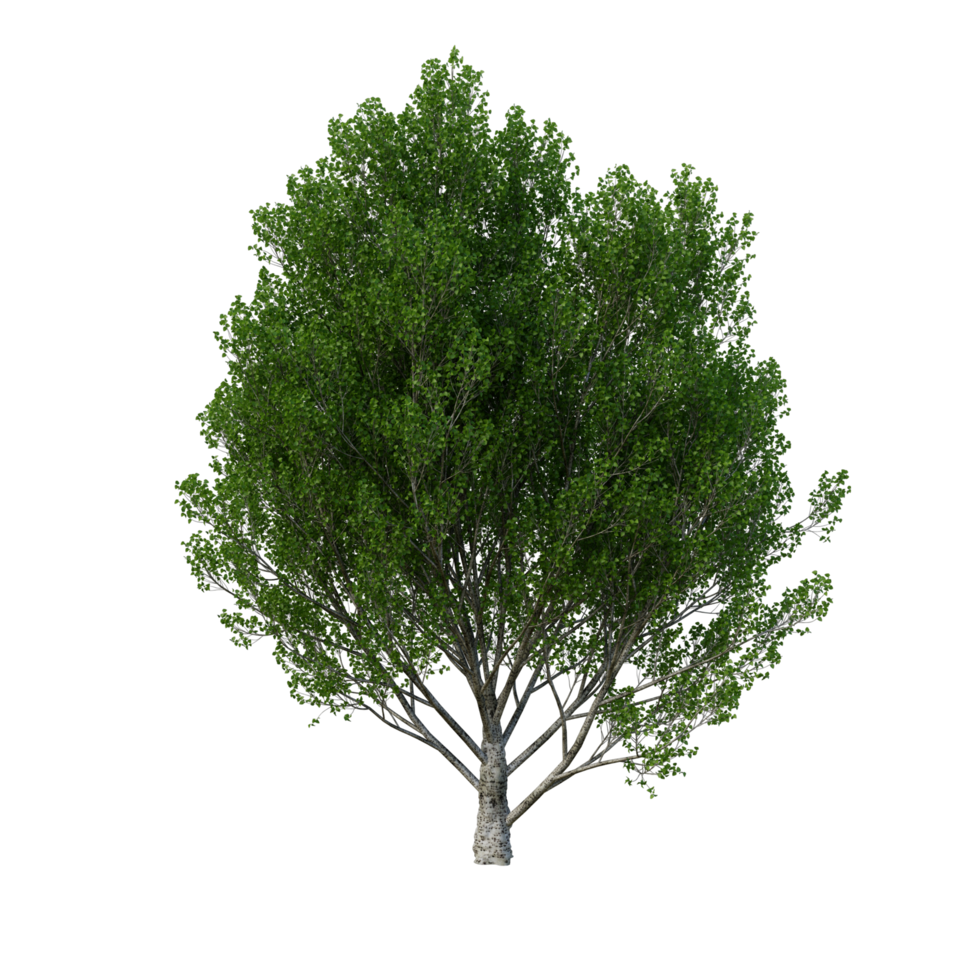 Isolated Tree High Res png