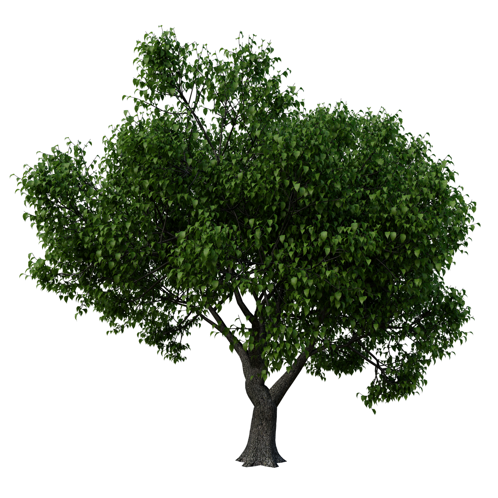 Tree PNG Free Images with Transparent Background - (32,256 Free Downloads) Tree PNG Free Images with Transparent Background - (32,256 Free Downloads)