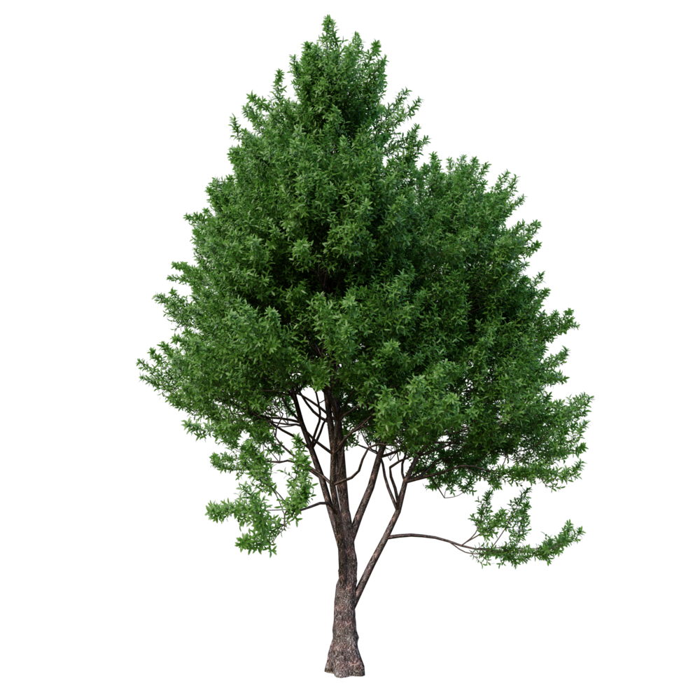 isolierter Baum hochauflösend png