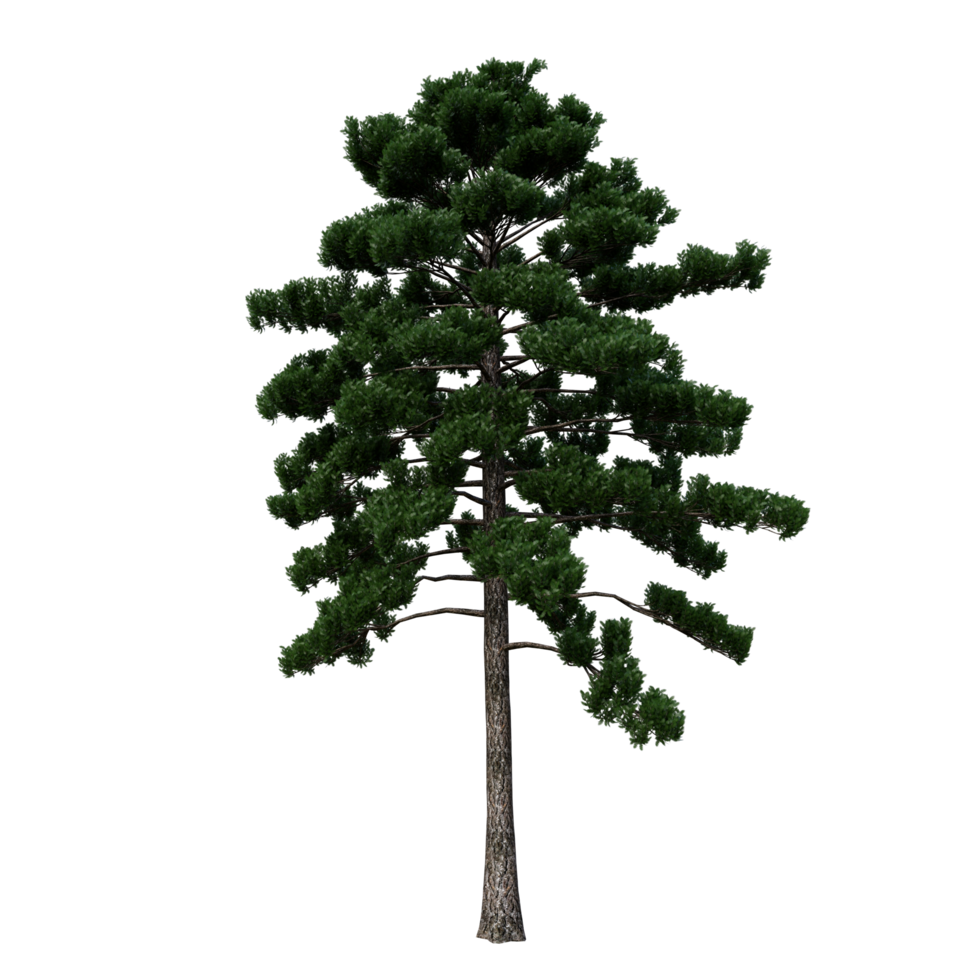 arbre isolé haute résolution png