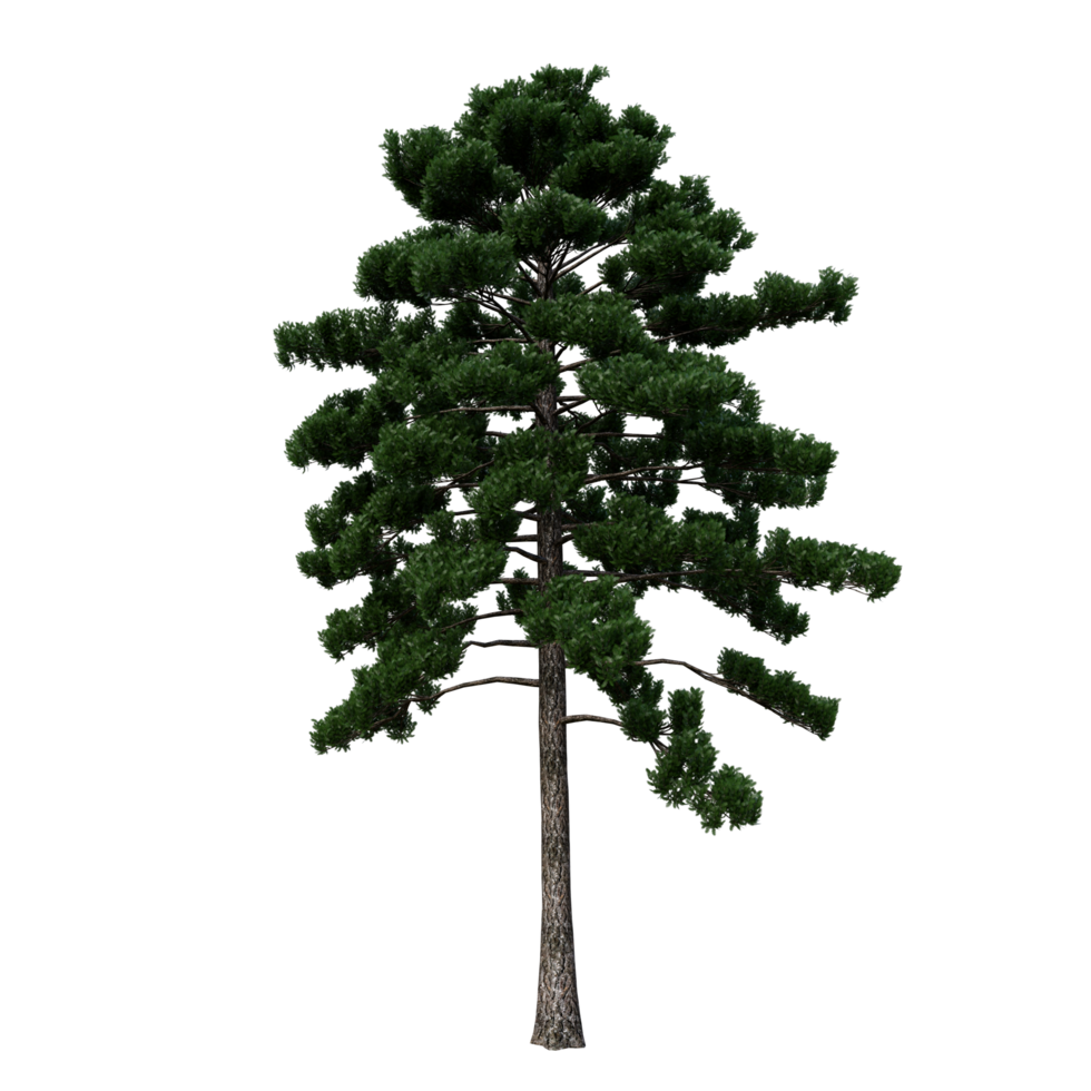 isolierter Baum hochauflösend png