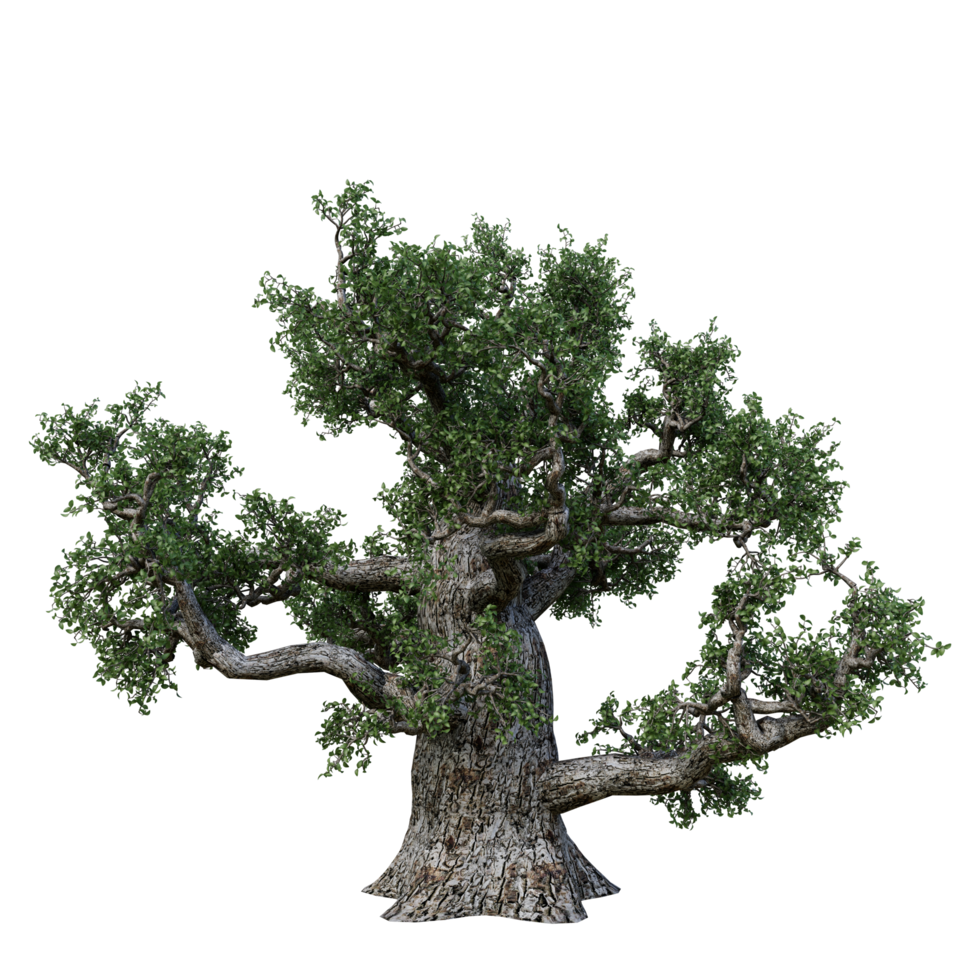 árbol aislado de alta resolución png