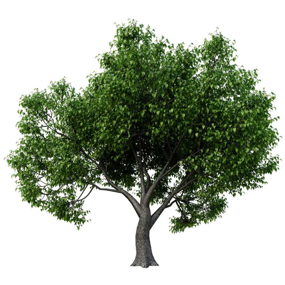 árbol aislado de alta resolución png