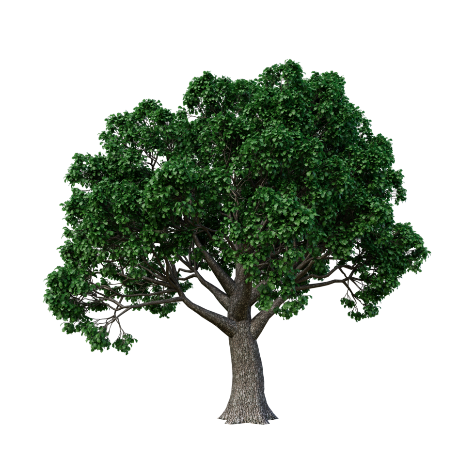 árbol aislado de alta resolución png