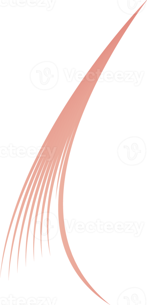 pétales de fleurs, ornement de ligne de fleurs png