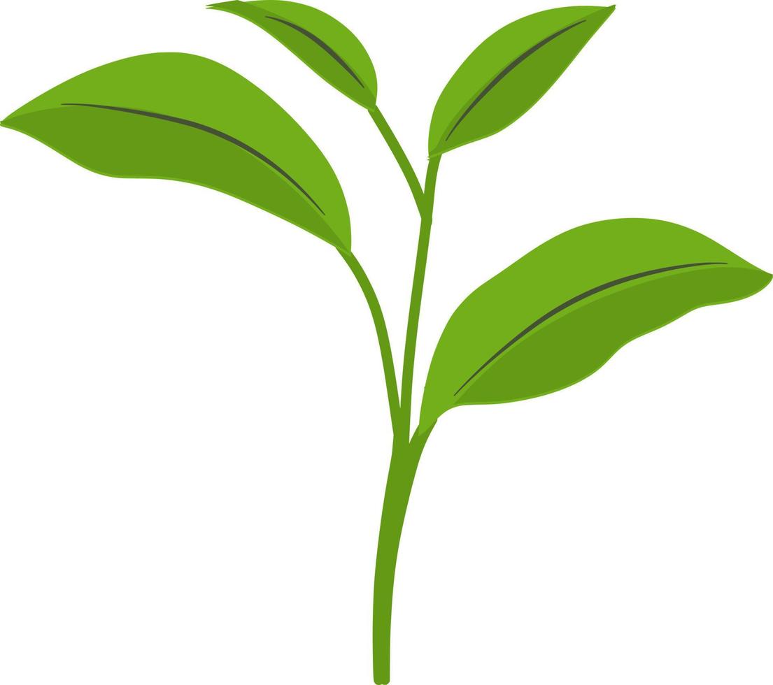 Beautiful green leaf vector