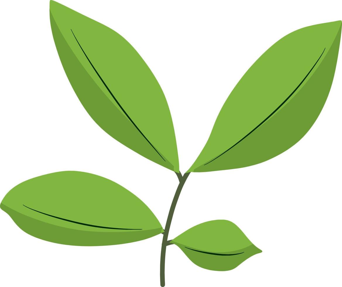 Beautiful green leaf vector