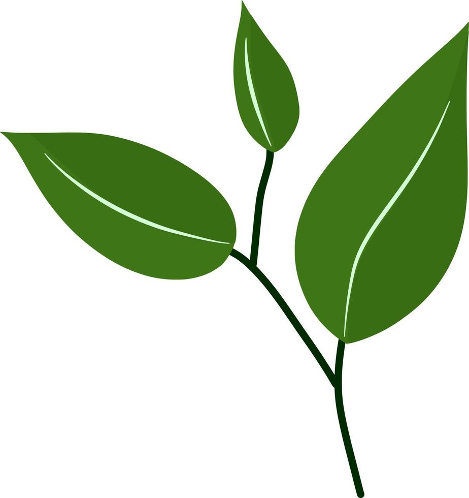Beautiful green leaf 17220424 Vector Art at Vecteezy