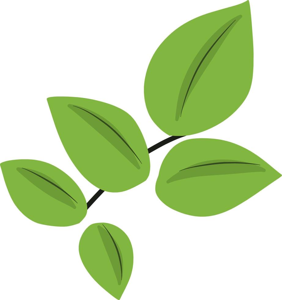 Beautiful green leaf vector