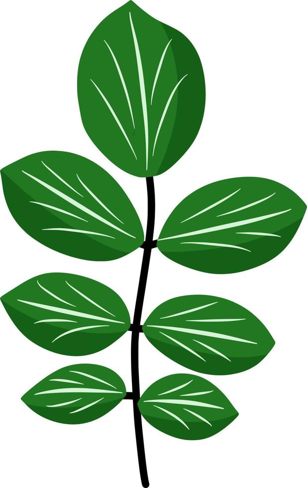 Beautiful green leaf vector