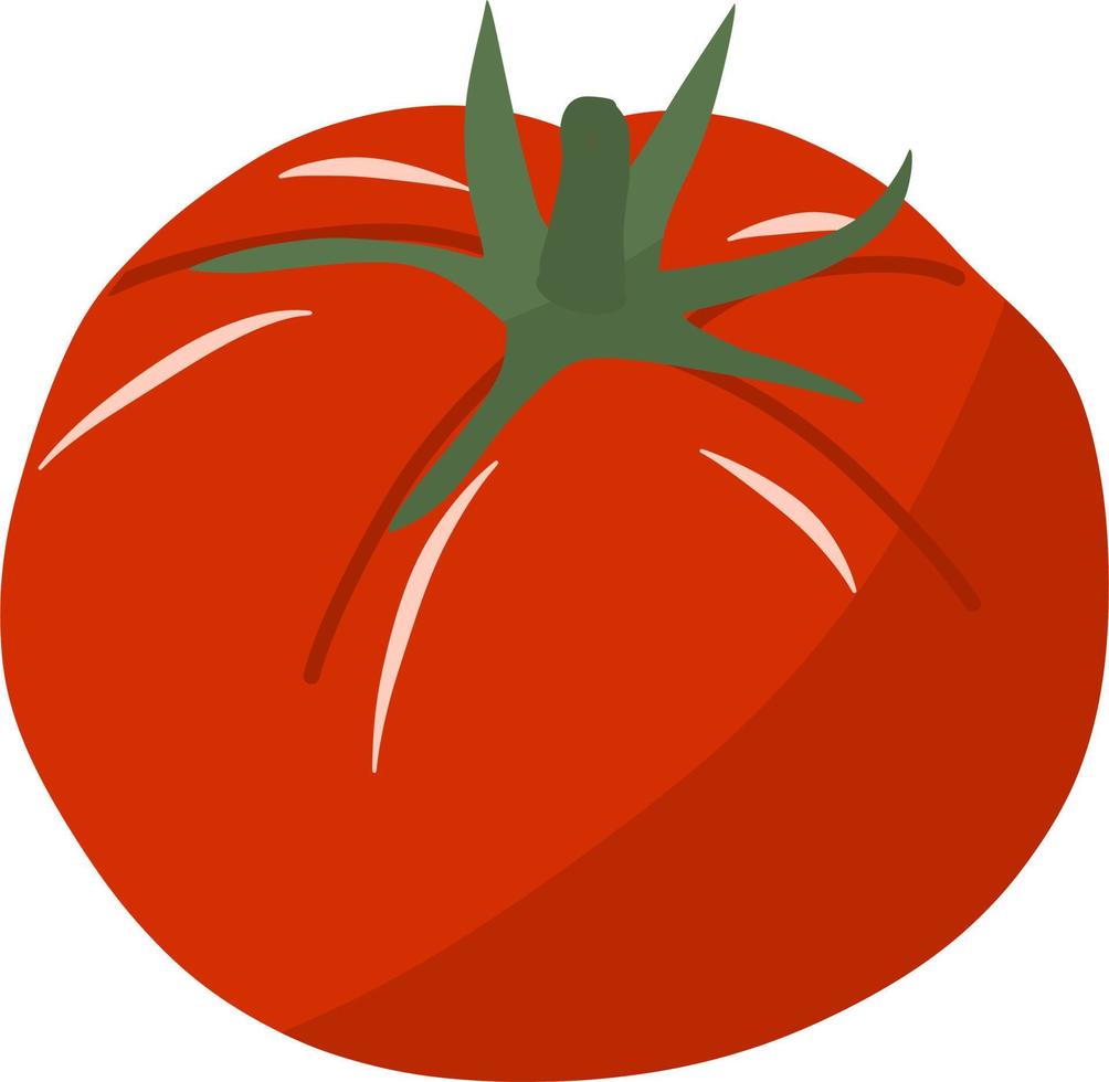 tomate rojo fresco vector