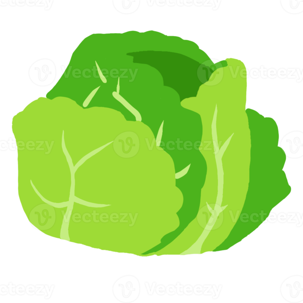 Fresh Cabbage vegetable png