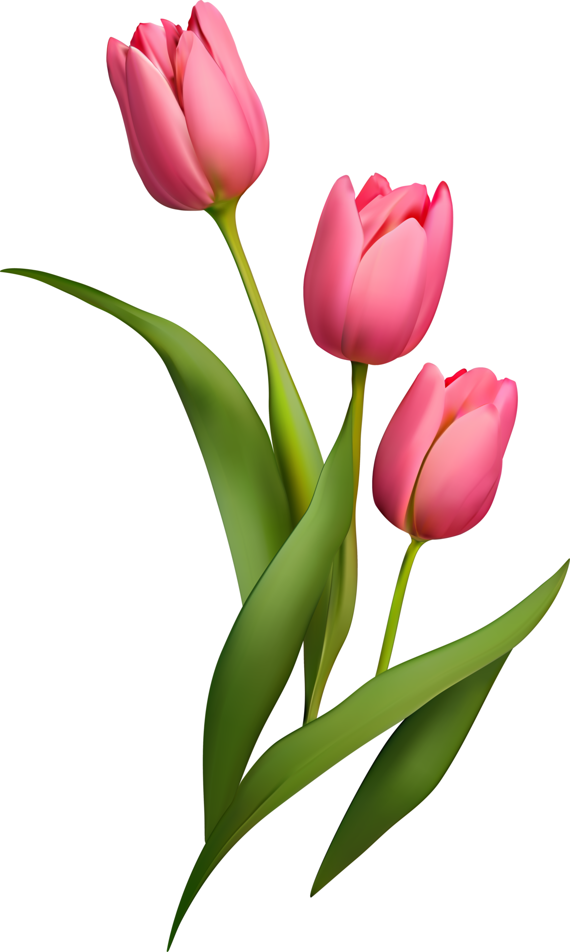 Pink Realistic Tulip Flowers Bouquet 17222227 PNG