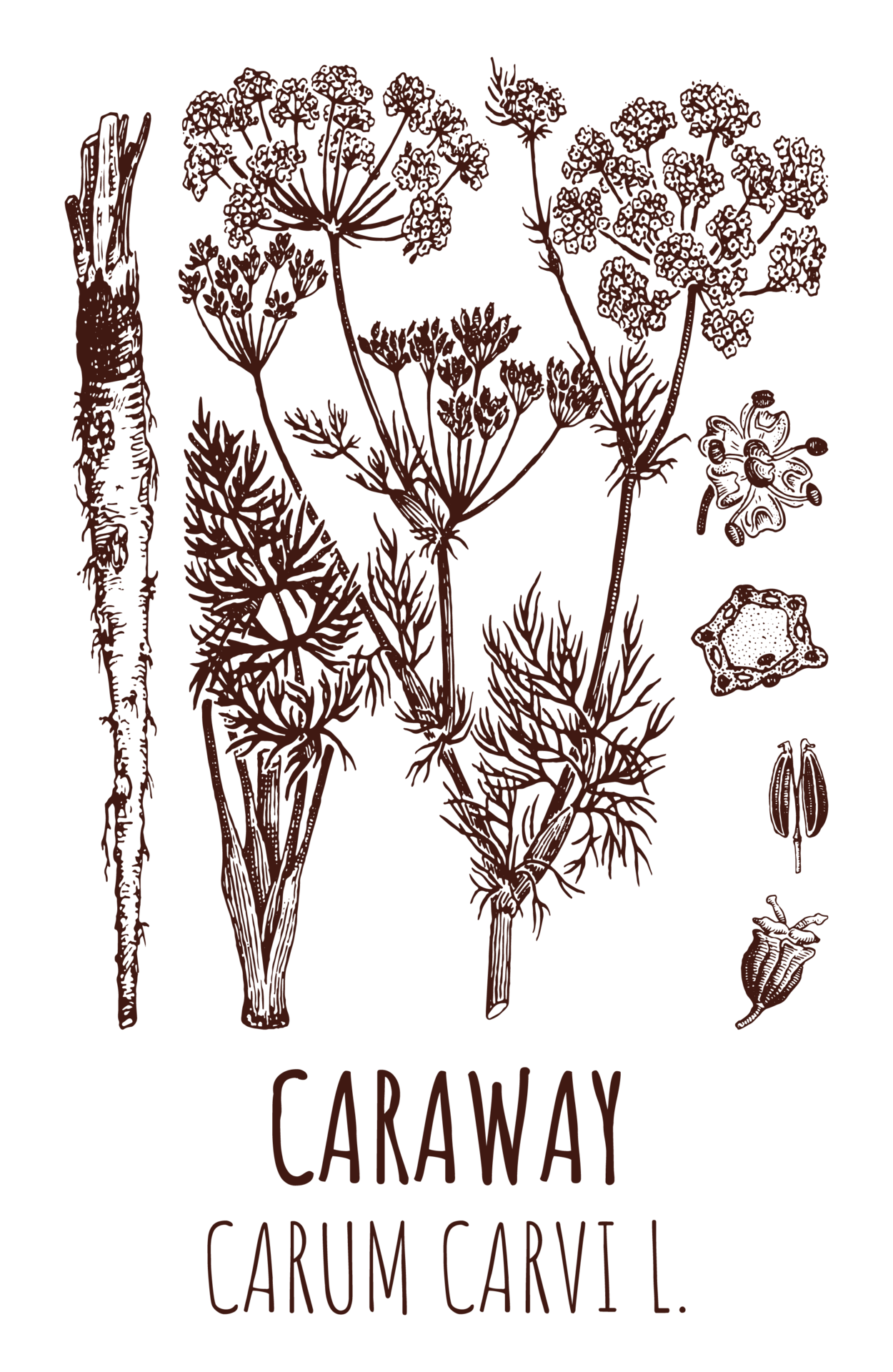 Free Drawings Of Caraway Hand Drawn Illustration Latin Name CARUM free-drawings-of-caraway-hand-drawn-illustration-latin-name-carum