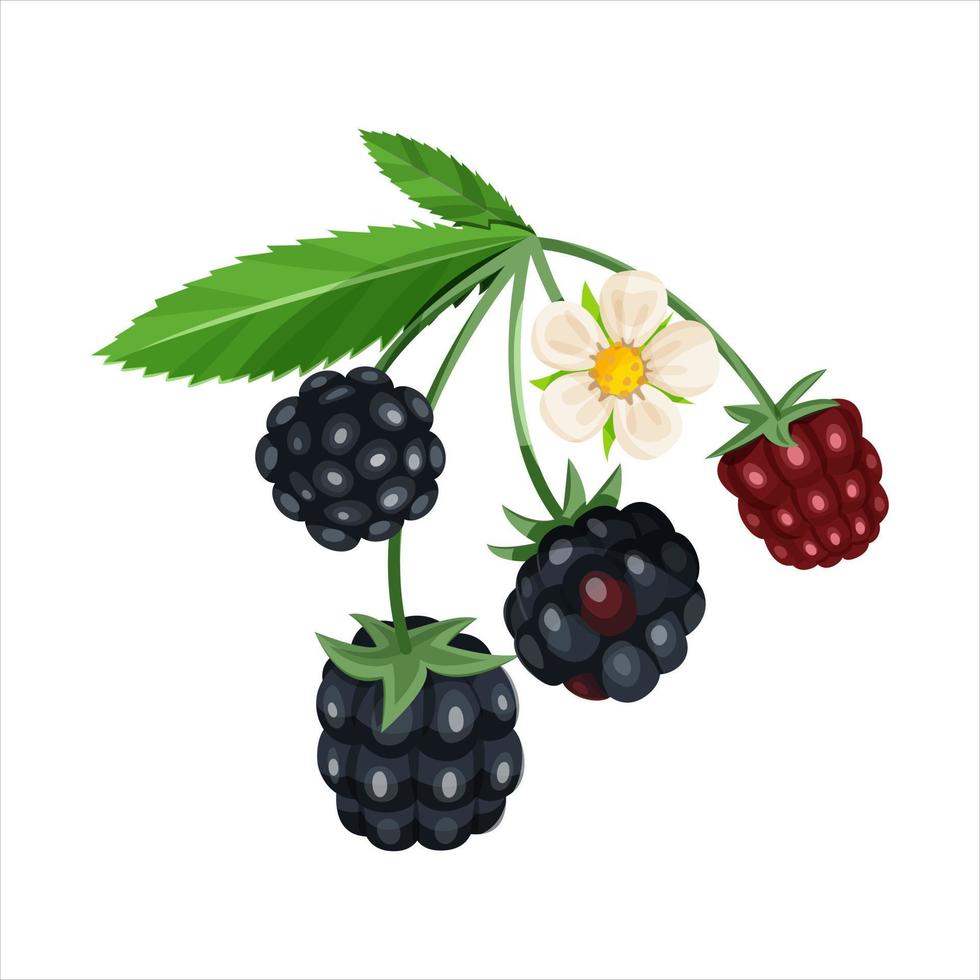 Blackberry with leaves isolated on a white background. vector