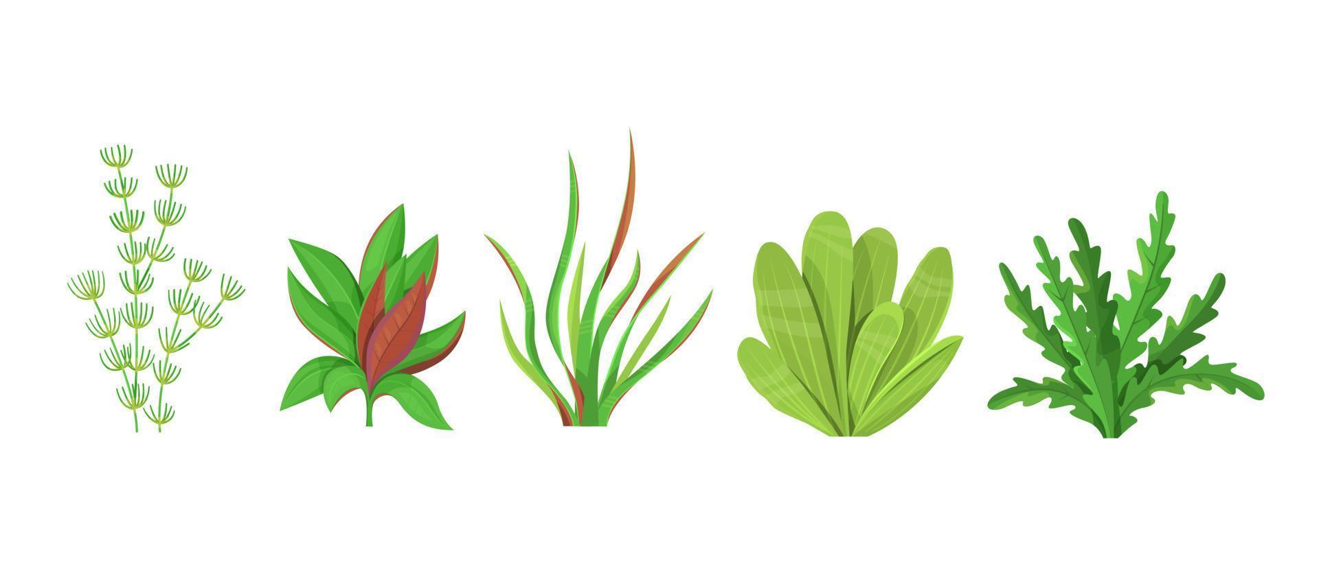 Set of aquarium underwater plants on white background vector